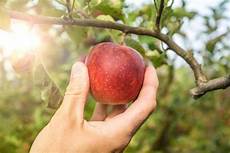 An Apple a Day
