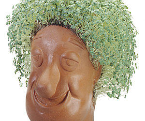 Chia